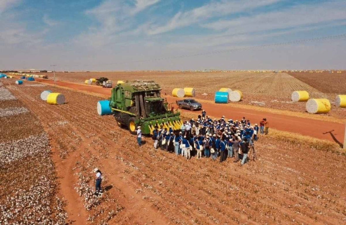 Plantação de algodão em São Desidério (BA)| Foto: Emanuel Peixoto