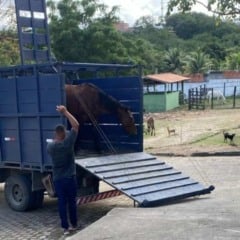Prefeitura alerta sobre perigos de animais de grande porte soltos nas vias públicas em Feira de Santana