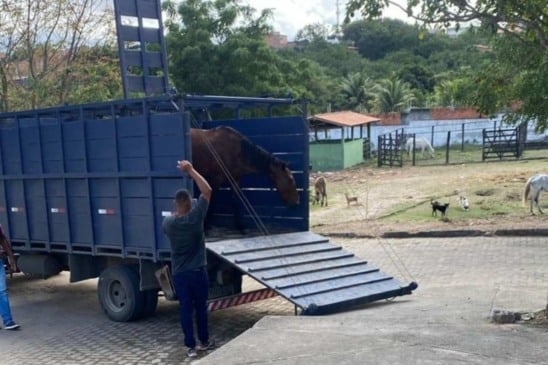 Prefeitura alerta sobre perigos de animais de grande porte soltos nas vias públicas em Feira de Santana Prefeitura alerta sobre perigos de animais de grande porte soltos nas vias públicas em Feira de Santana