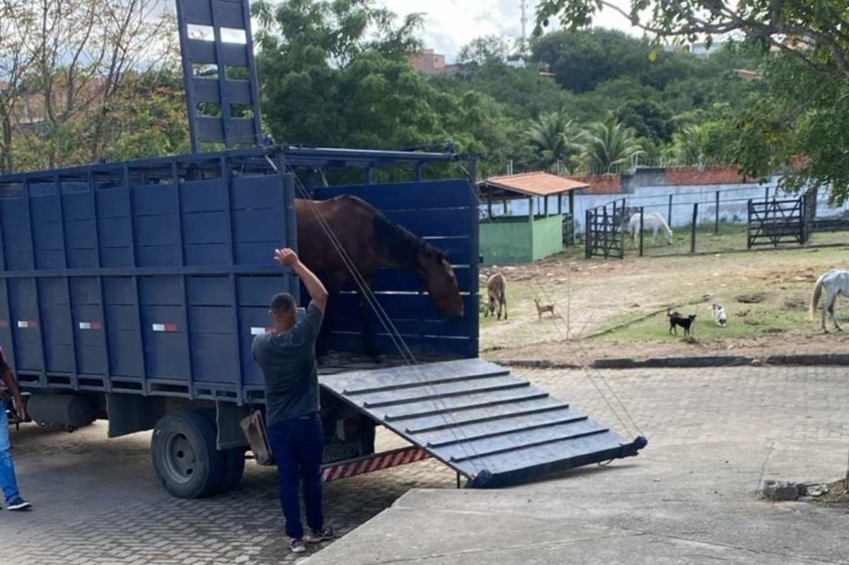 Prefeitura alerta sobre perigos de animais de grande porte soltos nas vias públicas em Feira de Santana
