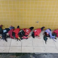 Operação resgata 67 aves silvestres e apreende produtos ilegais em Feira de Santana