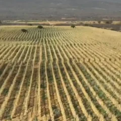 apreensão de maconha