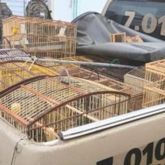 Foto: Reprodução / Bahia Notícias 