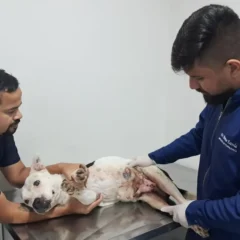 Outubro Rosa Pet: castração reduz em até 90% risco de tumores reprodutivos em cães e gatos