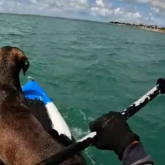 cães são resgatados no mar