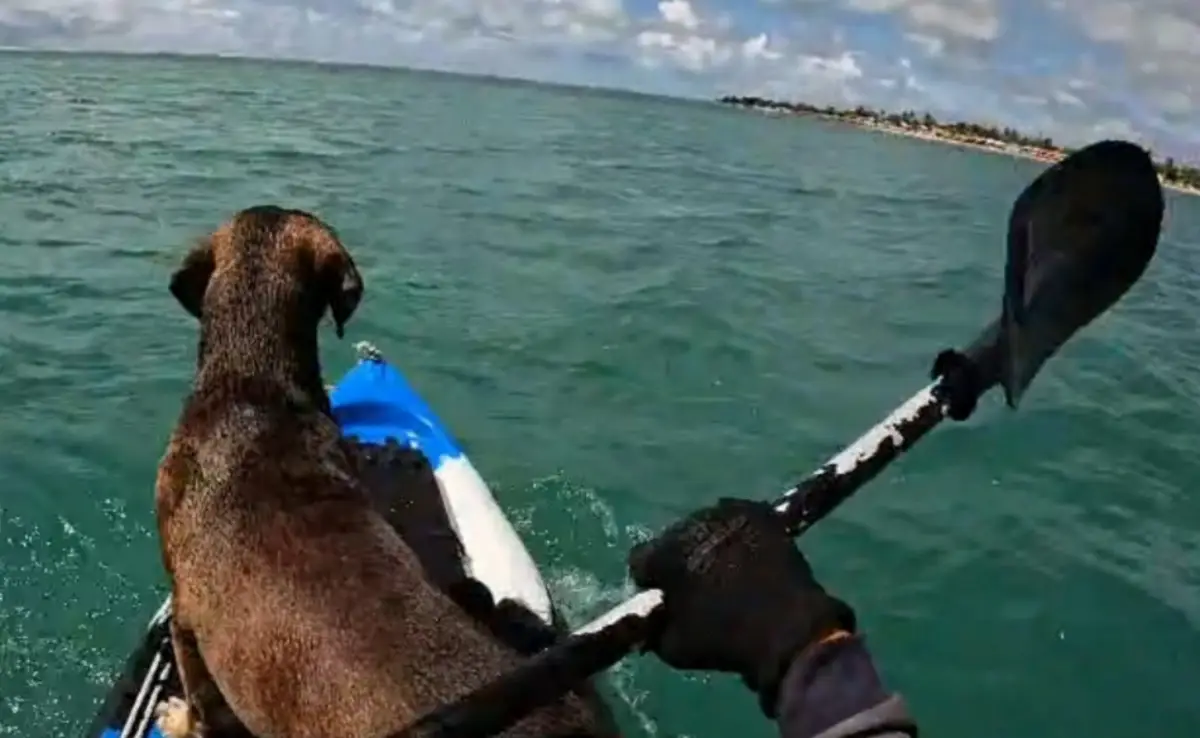cães são resgatados no mar