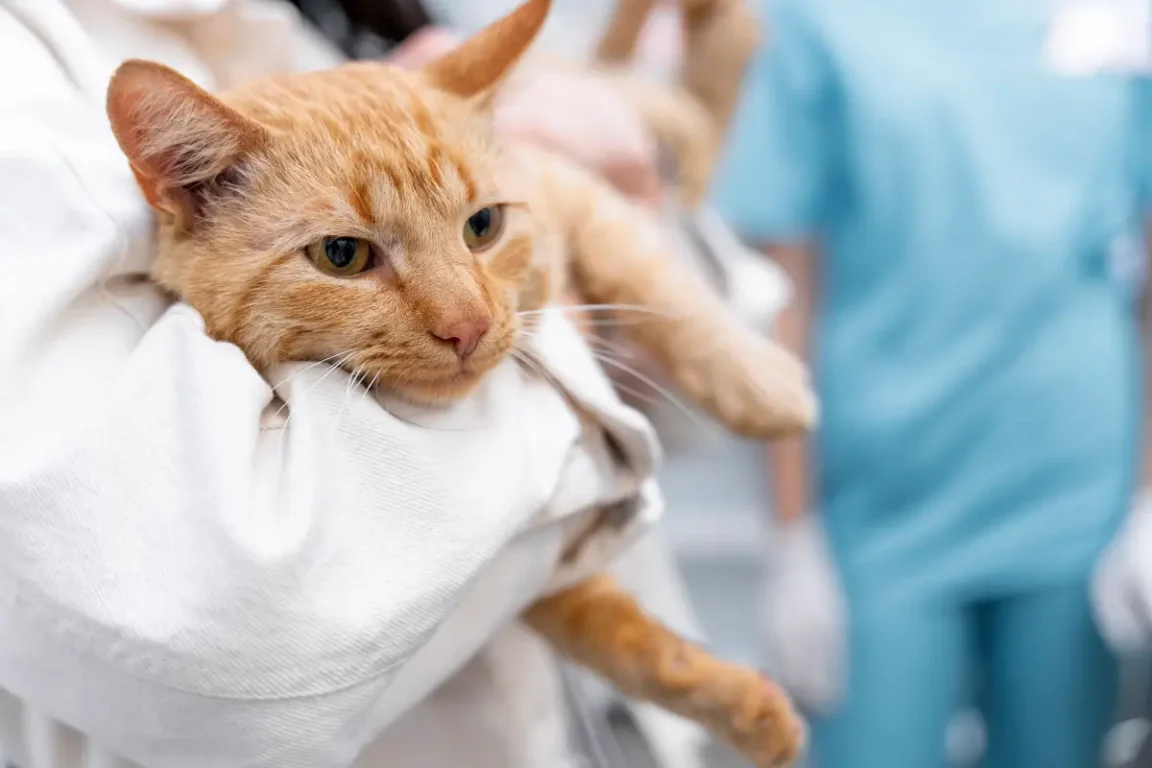 Outubro Rosa Pet: castração reduz em até 90% risco de tumores reprodutivos em cães e gatos