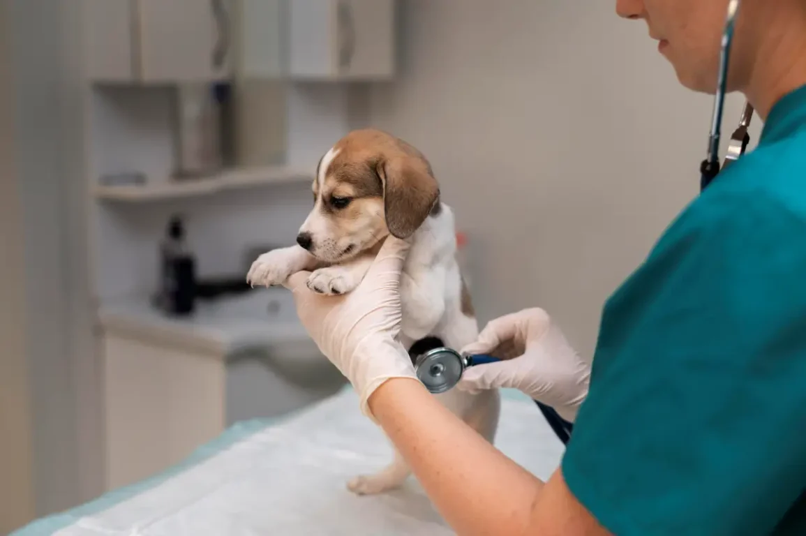 Outubro Rosa Pet: castração reduz em até 90% risco de tumores reprodutivos em cães e gatos