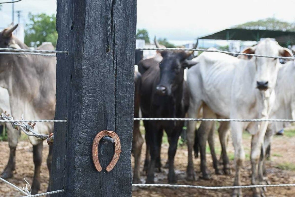 exposição itinerante celebra o vaqueiro e suas raízes na cultura feirense
