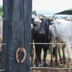 exposição itinerante celebra o vaqueiro e suas raízes na cultura feirense