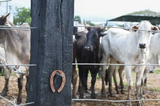 exposição itinerante celebra o vaqueiro e suas raízes na cultura feirense