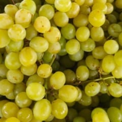 Feirinha da Estação Nova