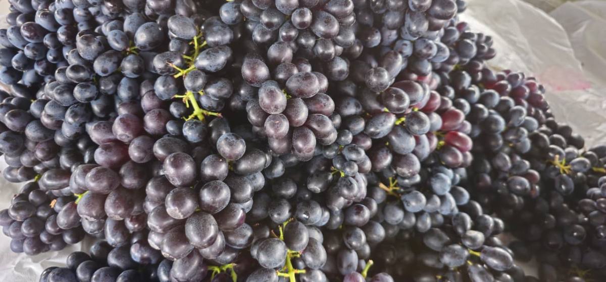 Feirinha da Estação Nova