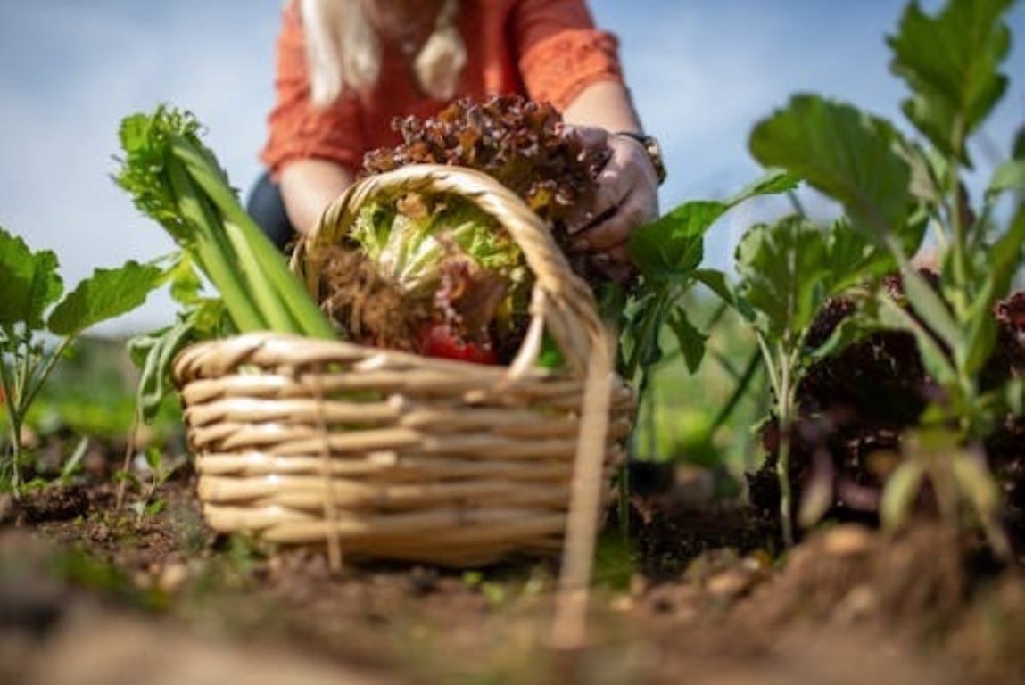 Bahia sedia encontro internacional sobre alimentação justa e agricultura regenerativa com participação de dezenas de países