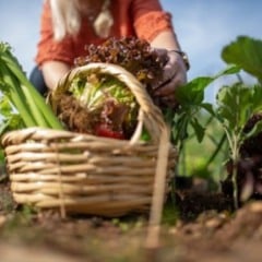 Bahia sedia encontro internacional sobre alimentação justa e agricultura regenerativa com participação de dezenas de países