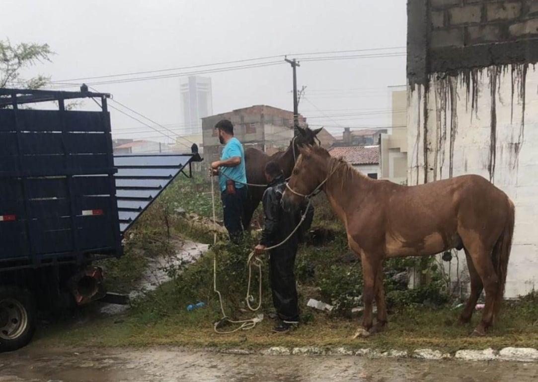 Prefeitura retira cavalos soltos na Lagoa Grande em Feira de Santana