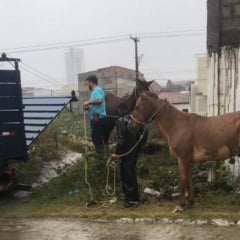 Prefeitura retira cavalos soltos na Lagoa Grande em Feira de Santana