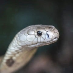 Serpente