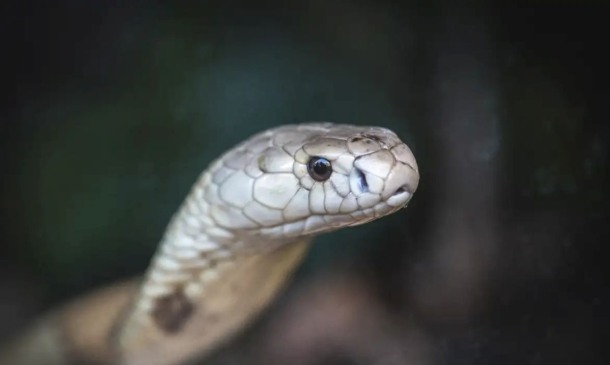 Serpente