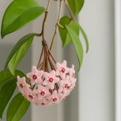 2 truques para a flor-de-cera florescer mesmo no ar-condicionado