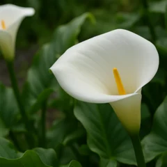 4 vantagens do copo-de-leite em jardins úmidos e como estimular novas flores