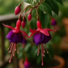 5 formas de usar a fúcsia na sacada e atrair beija-flores com flores pendentes