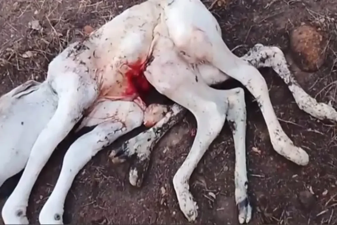 Bezerro com oito patas surpreende moradores no sudoeste baiano