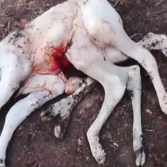 Bezerro com oito patas surpreende moradores no sudoeste baiano