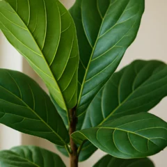 6 formas de manter o ficus lyra sempre ereto e com folhas firmes