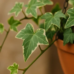 6 formas de usar hera inglesa para dar volume a composições suspensas