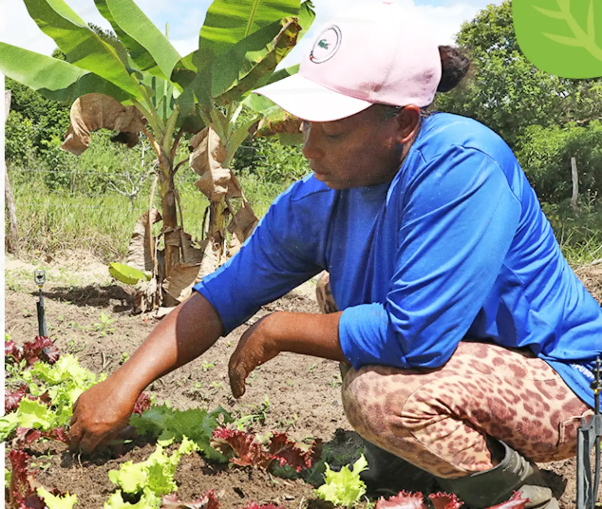 Edital Viva Horta-NOTÍCIA Edital Viva Horta-NOTÍCIA