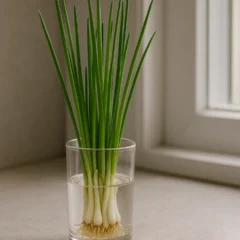 Cebolinha replantada na água: veja quanto tempo ela dura e como colher sem parar