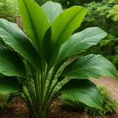 Ciclanto como usar essa folhagem tropical para trazer sombra e frescor ao quintal