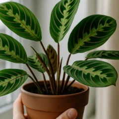 Como fazer a maranta voltar a abrir as folhas mesmo em dias nublados