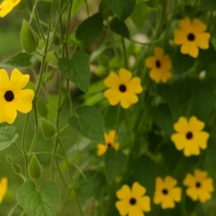 Descubra o melhor mês para plantar susana-de-olhos-negros e ter flores o ano inteiro
