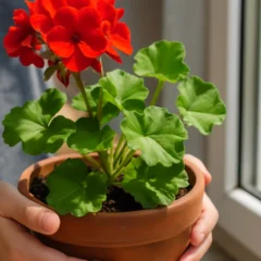 Gerânio 3 truques para evitar pragas e ter flores o ano inteiro