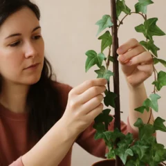 Hera inglesa: como evitar que cresça torta com 2 ajustes no tutor