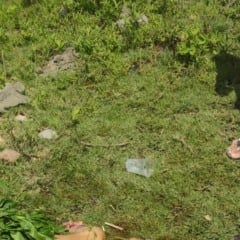 Homem é espancado com golpes de porrete no bairro Campo Limpo