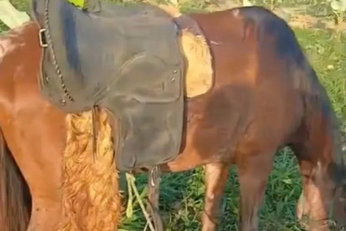 Homem é encontrado morto amarrado em sela de cavalo em Amargosa Homem é encontrado morto amarrado em sela de cavalo em Amargosa