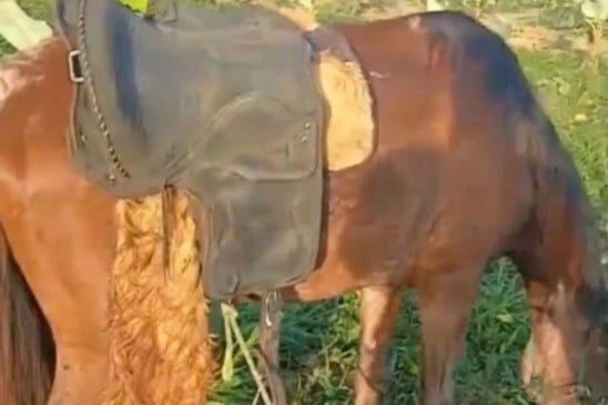 Homem é encontrado morto amarrado em sela de cavalo em Amargosa