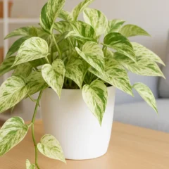 Jiboia branca veja como usar essa variação elegante na decoração minimalista