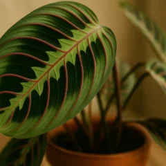 Maranta-riscada veja como preservar os desenhos da folha sem desbotar