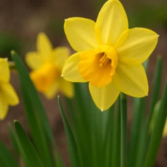 Narciso por que essa flor simboliza renovação e deve ser plantada no outono