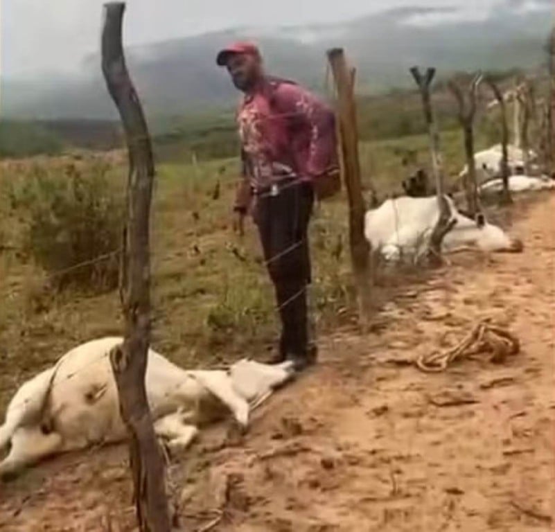 Oito bovinos da raça nelore morrem após serem atingidos por raio na Bahia