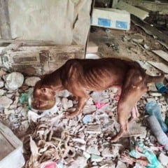 PM resgata cachorro em situação de maus-tratos em Eunápolis após denúncia de tráfico