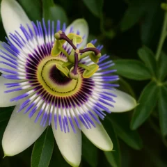 Passiflora veja como fazer a trepadeira encher de flores e ainda atrair borboletas