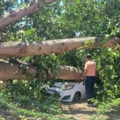 Pastor sofre prejuízo com carro atingido por árvore em Feira de Santana