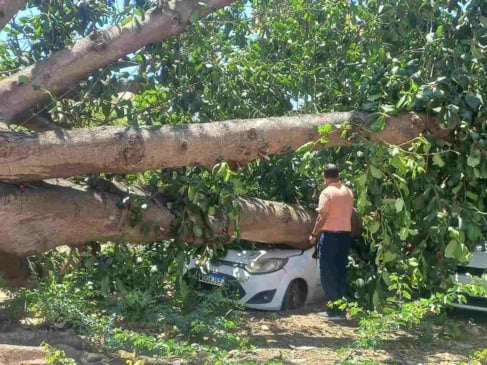 Pastor sofre prejuízo com carro atingido por árvore em Feira de Santana