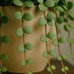 Peperomia ‘Hope’: veja como deixar os ramos pendentes mais longos e cheios