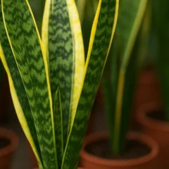 Sansevieria o truque que faz a espada-de-são-jorge crescer reta e forte